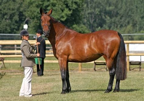 Cleveland Bay Horse: 12 Most Interesting Facts On This Beautiful Breed ...