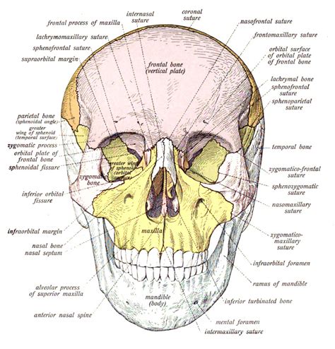 Difference Between Basal Bone and Alveolar Bone | Compare the ...