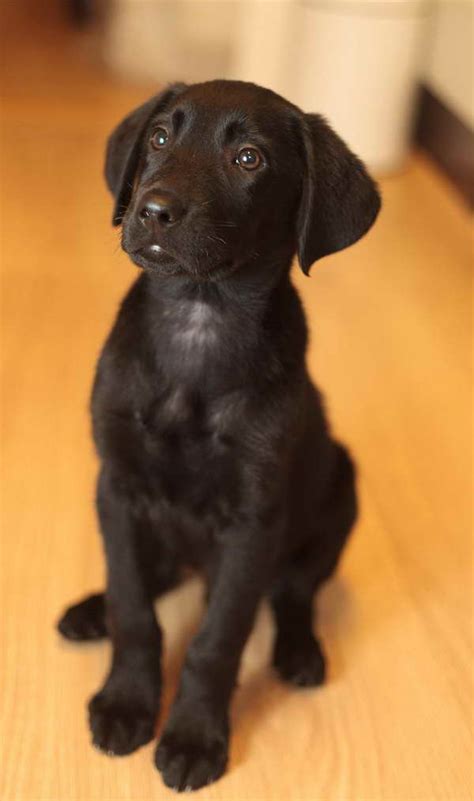 Black Lab Golden Retriever Mix