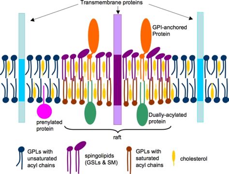 A simplified model of lipid rafts in cell membranes. The phospholipids ...