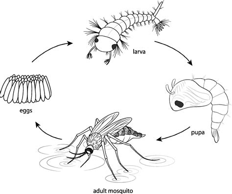 Life Cycle Of Mosquito Diagram Drawing Science Poster Chart Project ...