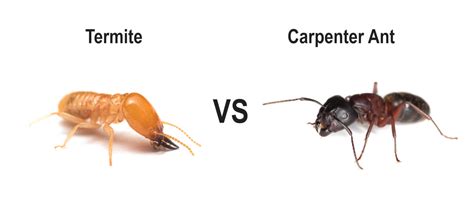 Carpenter Ants Vs Termites - Image to u