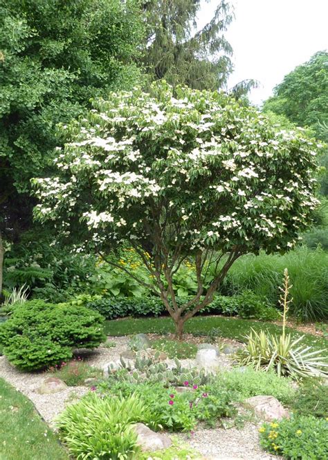 Cornus kousa var chinensis ‘Girard’s Nana’ (Girard’s dwarf Chinese ...