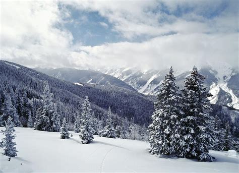 Snow Covered Pine Trees On Mountain Photograph by Axiom Photographic ...