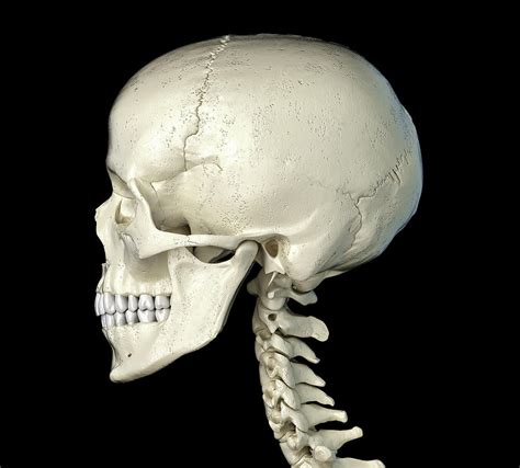 Skull Side View Skull Reference Human Skull Anatomy Skull Anatomy ...