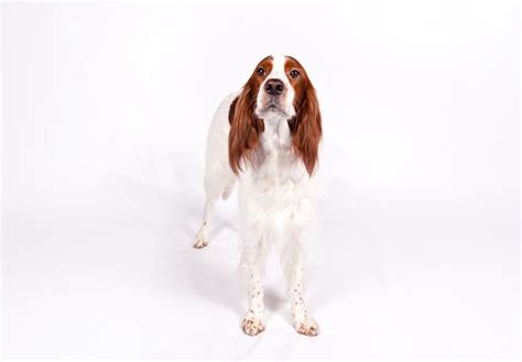 Irish Red And White Setter Puppies For Sale - AKC PuppyFinder