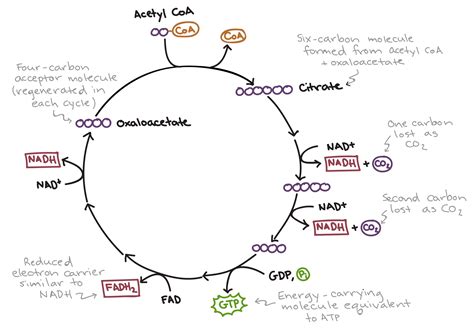 Overview of the Krebs or Citric Acid Cycle | Biology I & II | Citric ...