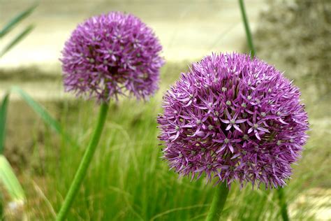 Garlic Flowers | At the Garlic Farm on the Isle of Wight. | Auntie P ...