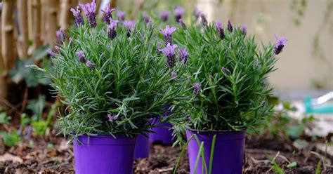 How To Easily Grow And Care For Lavender in Pots - TriGardening