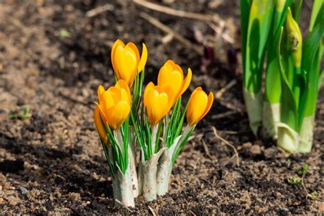 Yellow crocus flowers (728384)