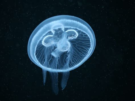 Moon Jellyfish Facts | CRITTERFACTS