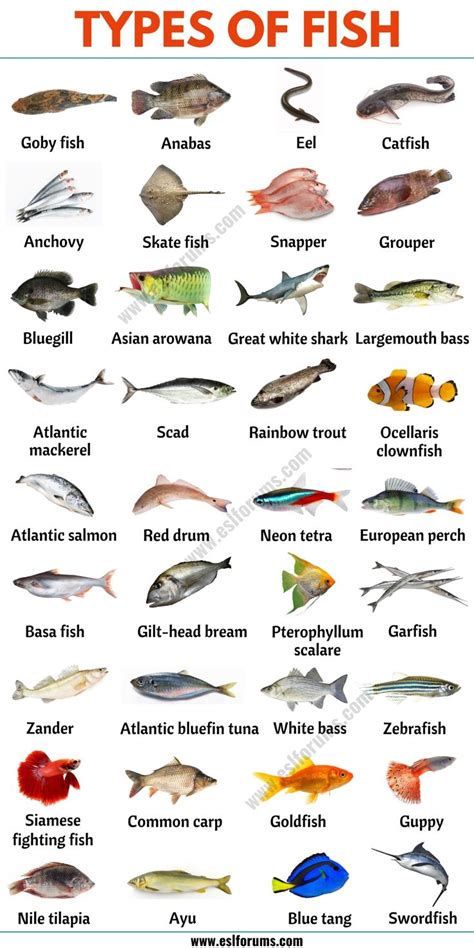 Types of Fish: List of 35+ Types of Fish from All Around the World ...