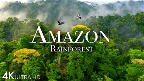 Amazon 4k - The World’s Largest Tropical Rainforest Part 2 | Jungle ...