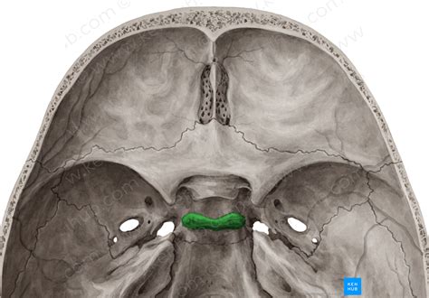 Dorsum sellae of sphenoid bone (#3289) – Kenhub Image License Store