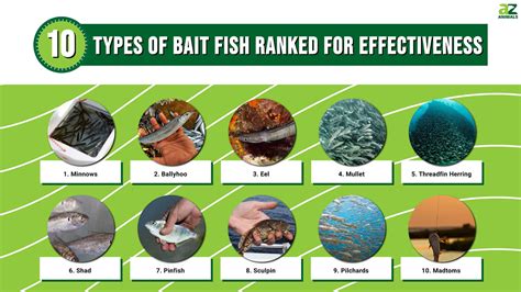 10 Types of Bait Fish Ranked For Effectiveness - A-Z Animals