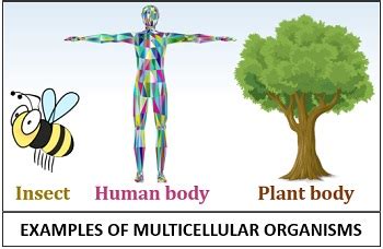 Examples Of Multicellular Organisms - 1: Multicellularity: a few ...