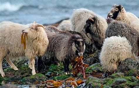 North Ronaldsay sheep. Saving Seaside Scottish Sheep. The future of a ...