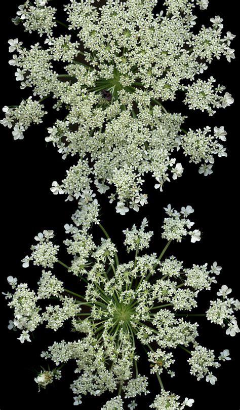 Queen Anne’s Lace—Edible Weeds | Hakusan Creation