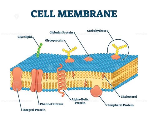 Cell Membrane Diagram And Functions