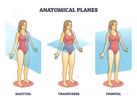 Anatomical planes examples for medical human body transection outline ...