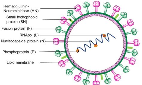 General viral structure of the Paramyxoviridae family. | Download ...