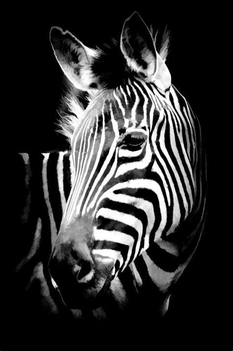 Zebra Portrait Black and White II Photograph by Athena Mckinzie - Pixels