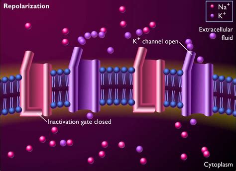 Voltage Gated Ion Channels Animation