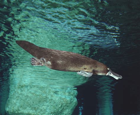 Semi-aquatic Mammals: Ecology and Biology | Hopkins Press