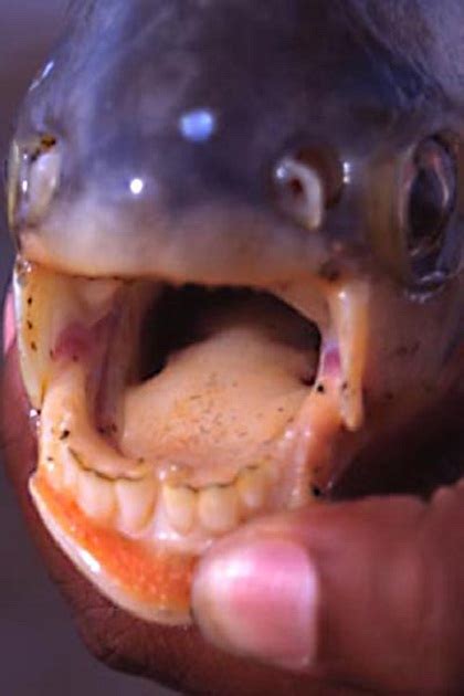 Pacu fish is having teeth which are similar to human teeth | Pacu fish ...