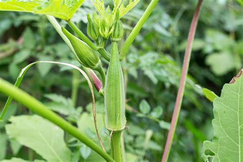 How to Plant and Grow Okra | Okra companion planting, Okra, Grow okra