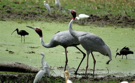 Keoladeo National Park - One of The Richest Bird Areas in The World