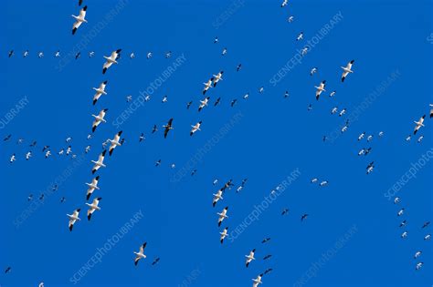 Snow Goose Migration - Stock Image - C012/8904 - Science Photo Library