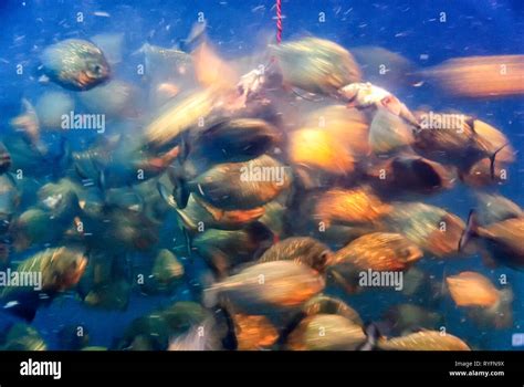 Piranhas feeding hi-res stock photography and images - Alamy