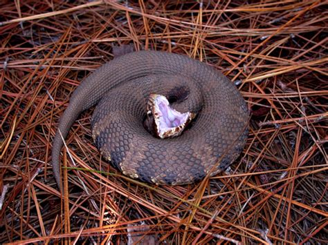 All About The Cottonmouth Snake - How To Identify, Avoid Their Habitat ...