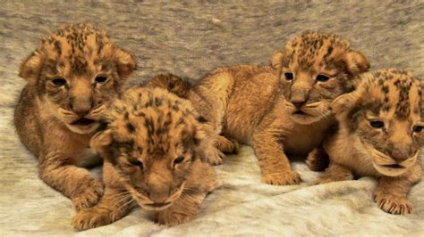 Oklahoma City Zoo announces the birth of four African lion cubs