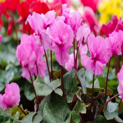 Cyclamen hederifolium Bulbs - UK Native Wildflower Bulbs | John Chambers