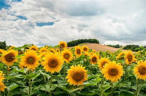 Sunflower Field during Day · Free Stock Photo