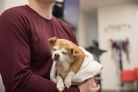 Lethargy in Dogs: When is it an Emergency? | Veterinary Emergency Group