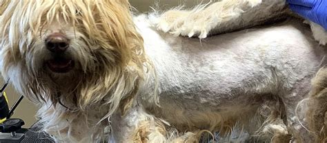 Matted Dog Fur: A Message From Your Groomer | Hound Therapy