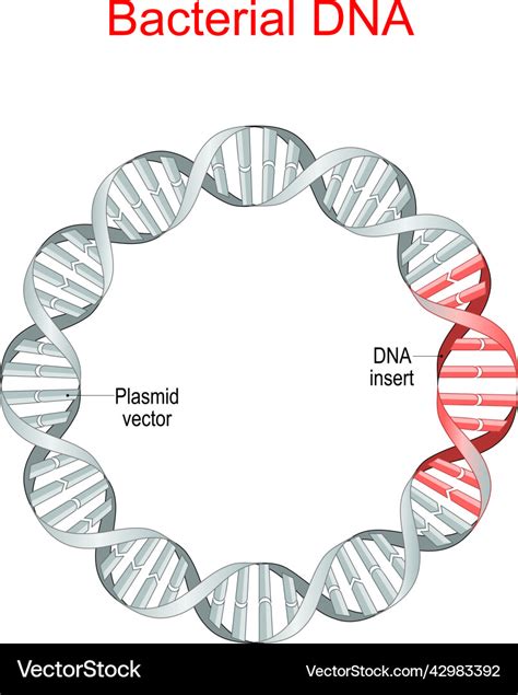 Bacterial dna plasmid Royalty Free Vector Image