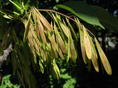 Gardening 101: White Ash Tree - Gardenista