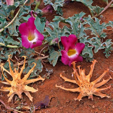 Harpagophytum procumbens/Devil’s Claw - Intelezi Herbs