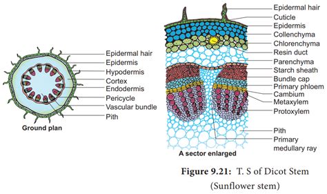 Anatomy and Primary Structure of Dicot stem - sunflower stem