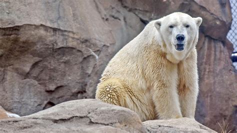 Polar Bear Conservation at The Maryland Zoo