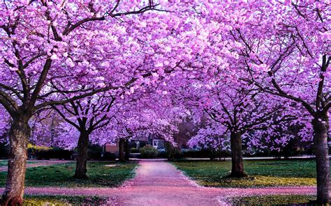 Cherry Blossom Trees Wallpaper 4K, Purple Flowers, Pathway, Park