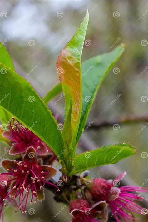 Peach Leaf Curl. Fungal Disease of Peaches Tree. Taphrina Deformans ...