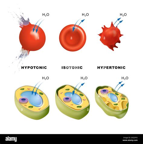 Osmosis in animal and plant cells Stock Photo - Alamy