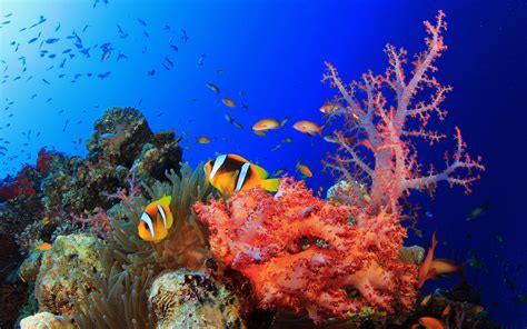 Reef Wallpaper - WallpaperSafari