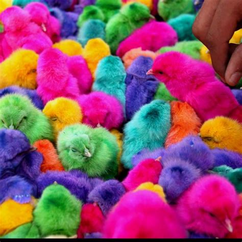 Philippines colored chicks | Baby chickens, Baby chicks, Happy colors