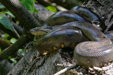 Largest Snake In The Amazon: Top 10 Anaconda Facts - Rainforest Cruises